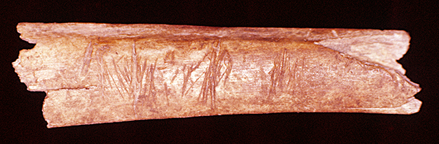 45KT28/1812. Gambling bone from potters backdirt that probably derives from Cultural Component VIIH or the fill above; undesignated, but most likely Cayuse III Subphase.