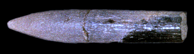 45KT28/3037. Calcined bone point fragment. Cultural Component VI, Quilomene Bar Phase.