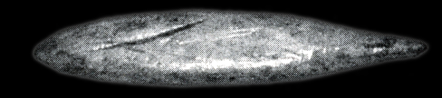 45KT28. Bone fish spear or composite harpoon point. Cultural Subcomponent VII-I, Cayuse III Subphase.