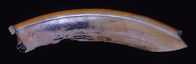 45KT28/383. Bever tooth chisel. Cultural Component VII, Subcomponent VIIH, Cayuse III Subphase