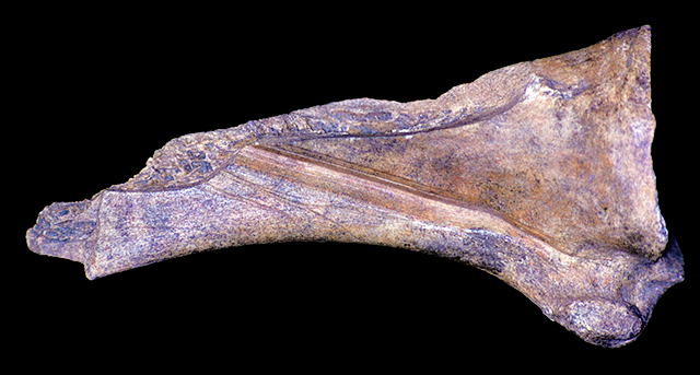 45KT28/3947. Cut Scapula Detritus from Making an L-Awl, Component VIIB; Cayuse II Subphase.