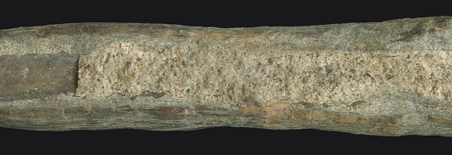 45KT28/2335. AWL, FORM 2 (POSSIBLY THE TOOTH OF A BASKETRY COMB). CULTURAL SUBCOMPONENT VIIA, CAYUSE I SUBPHASE. 45KT28/2335. Awl, Form 2 (possibly the tooth of a basketry comb). Cultural Subcomponent VIIA, Cayuse I Subphase.