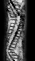 45KT28. L-Awl fourd in slough from the river bank near HP13. Cultural Component VII.