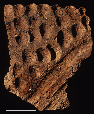 UNDECORATED RIM SHERD FROM THE JARIGOLE PILLAR SITE. Undecorated rim sherd from the Jarigole Pillar site