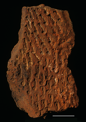 SHERD WITH PANELS OF NORMAL & EVULSED IMPRESSIONS FROM THE JARIGOLE PILLAR SITE. Sherd with panels of normal and evulsed impressions from the Jarigole Pillar site.