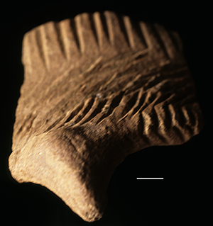 COMB & CHANNEL RIM SHERD FROM THE JARIGOLE PILLAR SITE. Comb & Channel rim sherd from the Jarigole Pillar Site