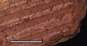 COMB & CHANNEL VARIANT OF NDERIT WARE FROM THE JARIGOLE PILLAR SITE. Comb & Channel variant of Nderit Ware from the Jarigole Pillar site.