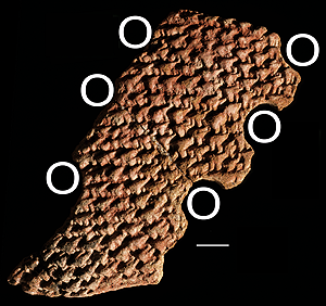 DECORATED BOSSED VESSEL FROM THE JARIGOLE PILLAR SITE. Decorated bossed vessel from the Jarigole Pillar site.