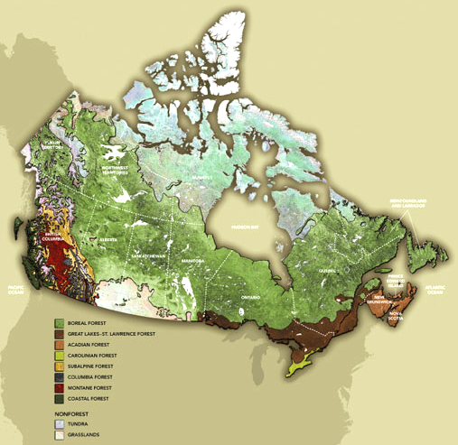 BOREAL FORESTS IN CANADA