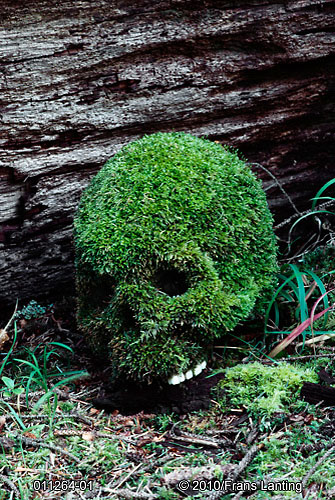 SKULL
