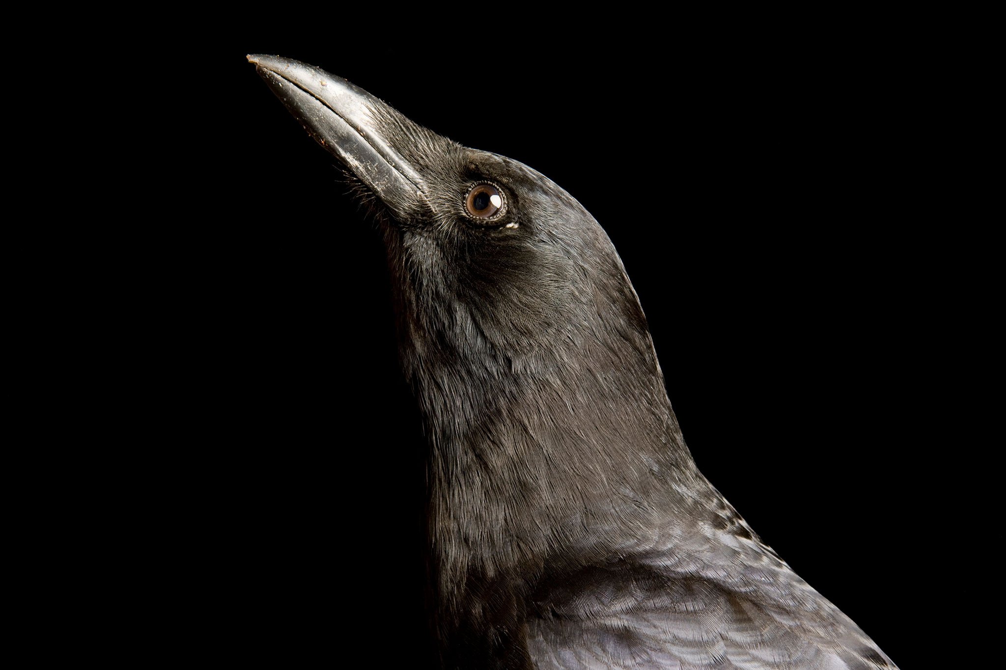 RAVEN RAVEN